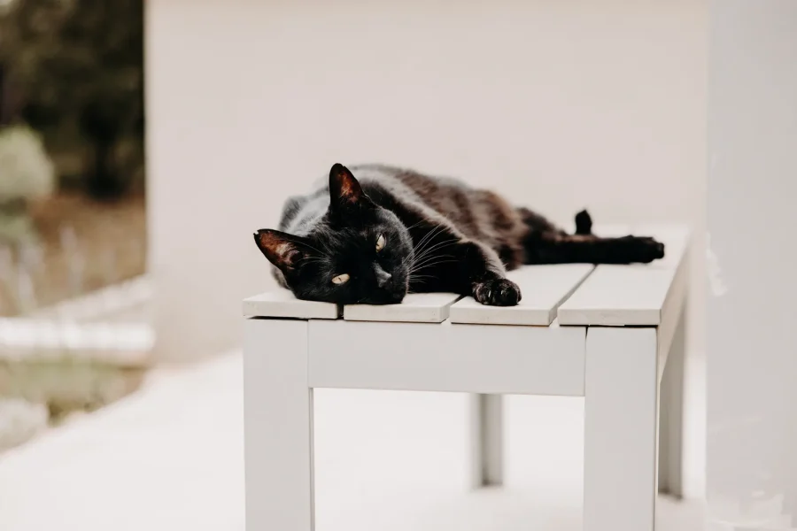 Un chat noir allongé sur la table de la terrasse nord