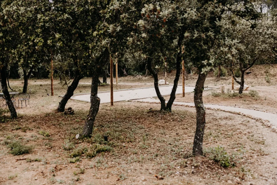 L'olivaie du jardin nord et ses allées