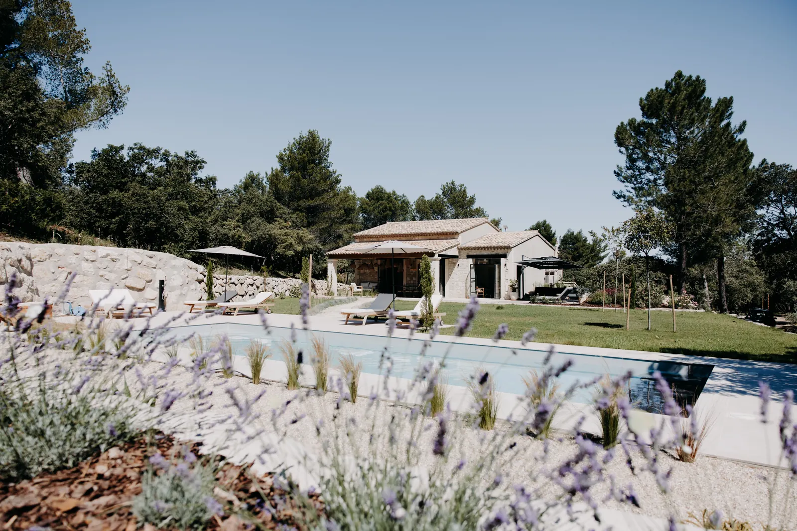 Lavande en fleurs au bord de la piscine, la maison en pierre et les pins en arrière-plan